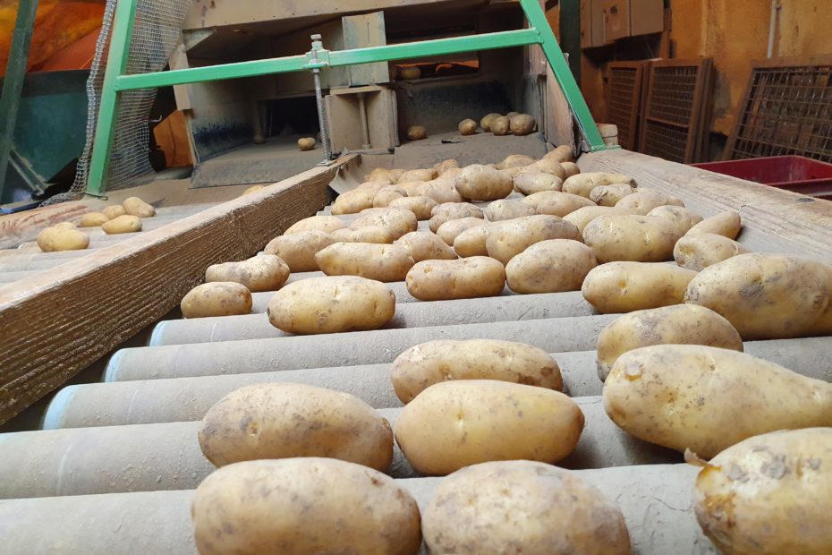 Kartoffelernte sowieso